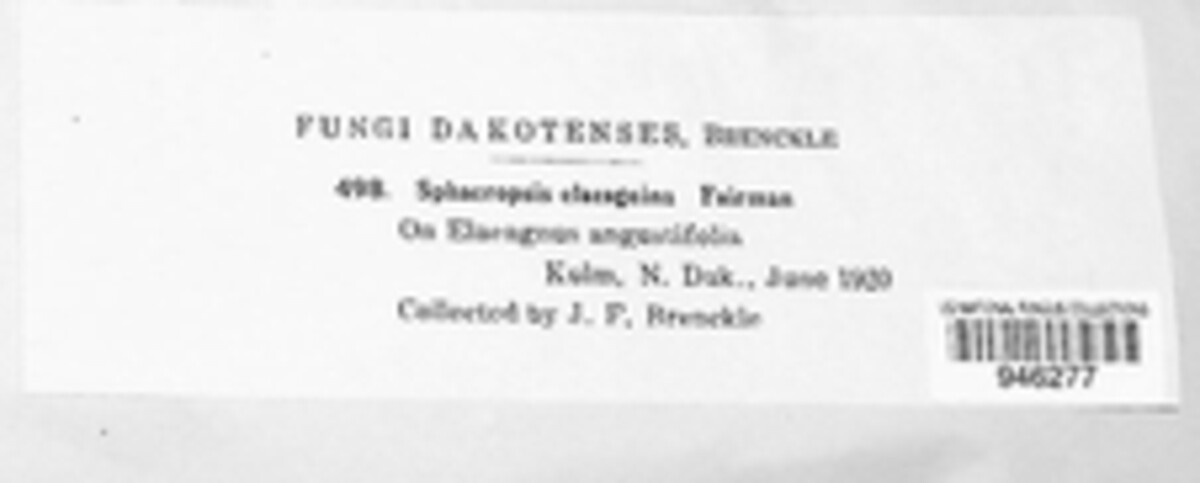 Aplosporella elaeagnina image